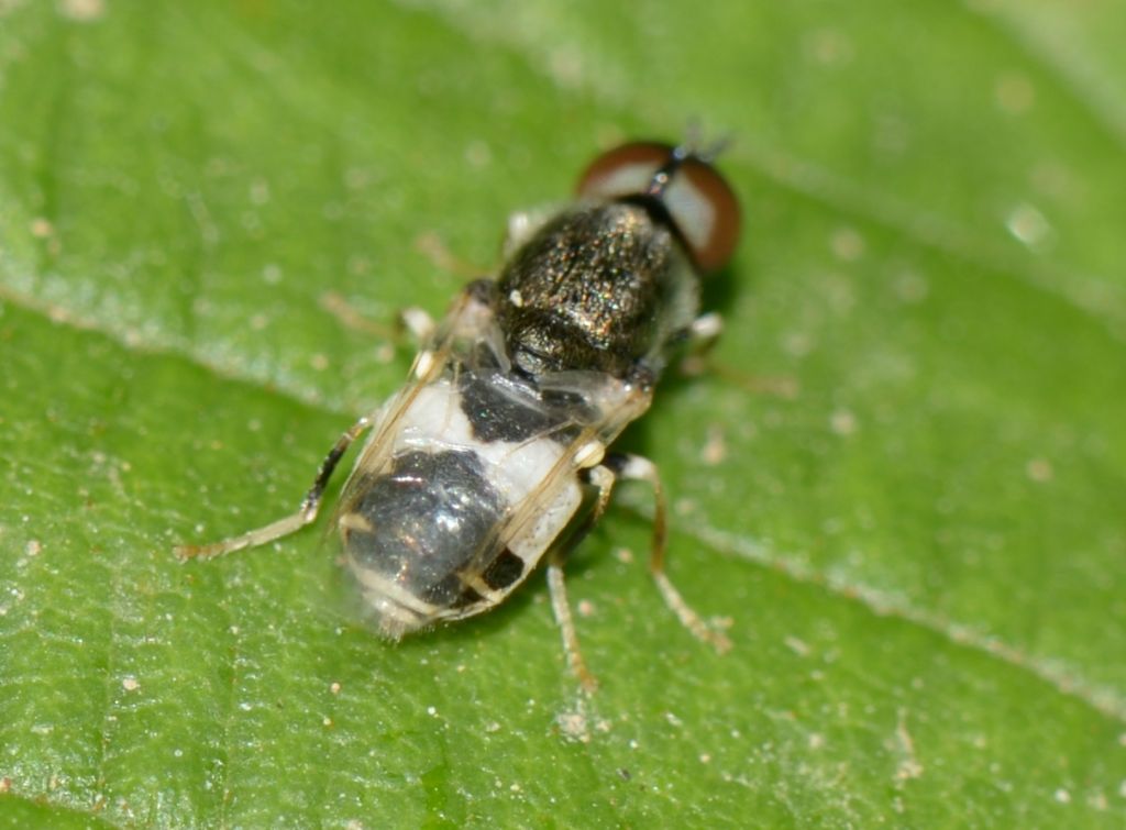 Stratiomyidae?  S, Nemotelus notatus, maschio